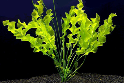 Апоногетон Пилапини, М, шт Апоногетон Пилапини, М, шт